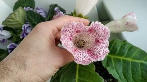 ГЛОКСИНИИ все цветут,некоторые по второму разу