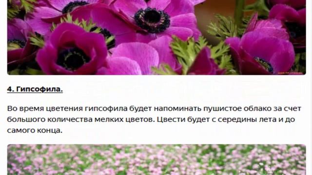 Горечавка, лён и т. д. Многолетники, которые стоит посадить в своем саду смотреть онлайн