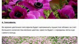 Горечавка, лён и т. д. Многолетники, которые стоит посадить в своем саду