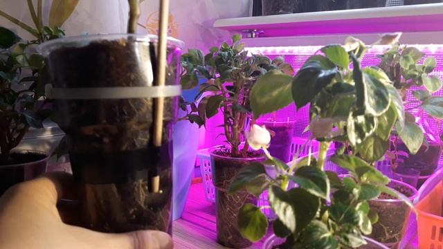 БАЛЬЗАМИНЫ И ИМПАТИЕНСЫ ЗИМОЙ смотреть онлайн