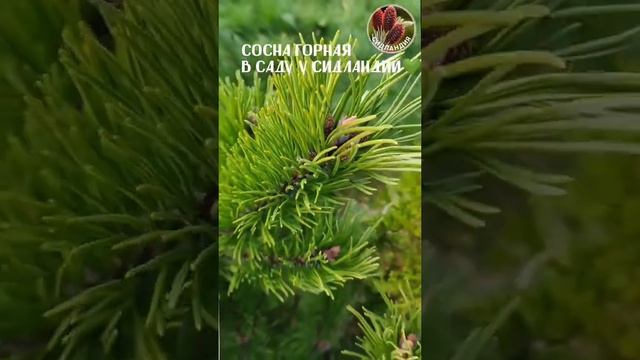 Сосна горная Seedlandia.ru - семена и саженцы кедровый стланик ель голубая метасеквоя кедр корейски