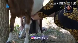 ФИРУЗА ХАФИЗОВА БОНУИ ПУРХУНАР ТО ОХИР ТАМОШО КУНЕН