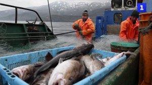 Рыбаки вылавливают треску у берегов острова Итуруп в Охотском море