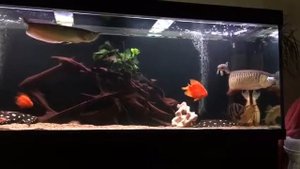 Золотая Арована, кормление мышью