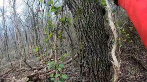 Removing Dead Trees on the Homestead With Chainsaw