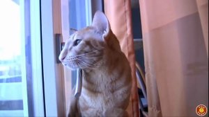 Крикливые ориенталы