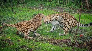 Знакомство леопардов-сложное и очень опасное дело/Getting to know leopards.