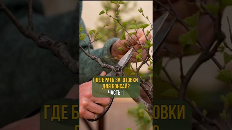 ГДЕ БРАТЬ ЗАГОТОВКИ ДЛЯ БОНСАЙ?! Часть 1
