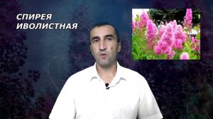 Академия ландшафтного творчества  Спирея Иволистная  Способы выращивания и ухода.