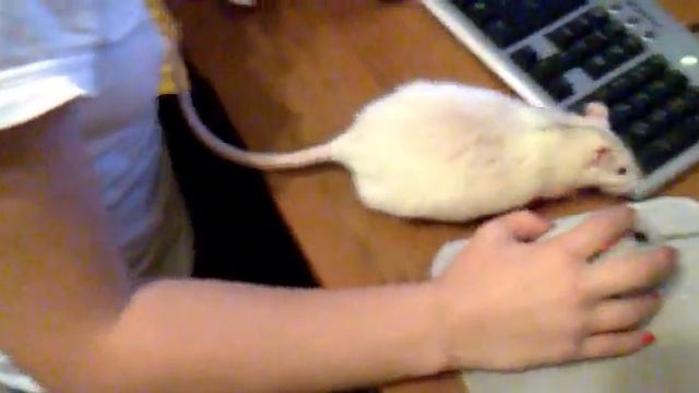 Ручная белая крыса//Manual blanching rat