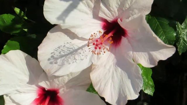 Красавец Гибискус!!!Израиль.Кирьят-Ям смотреть онлайн