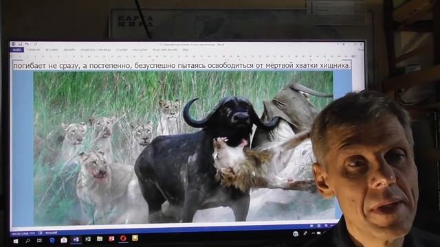 Кошачьи-от кого они произошли?