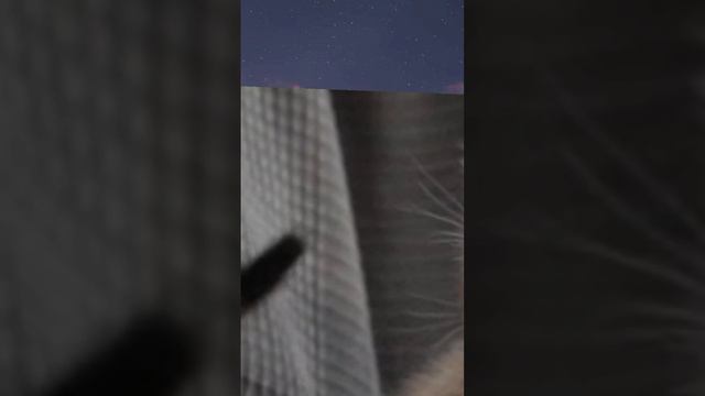 Котёнок в шоке