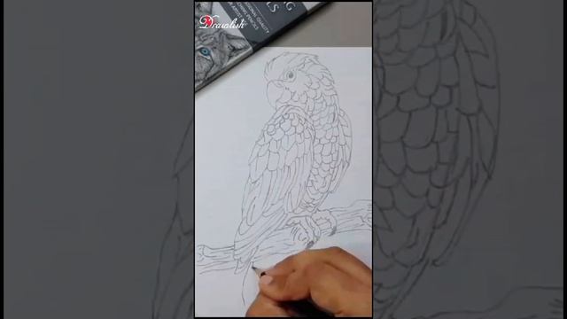 How to Draw a Realistic Macaw | Easy Pencil Sketch Drawing | Step by Step Tutorial