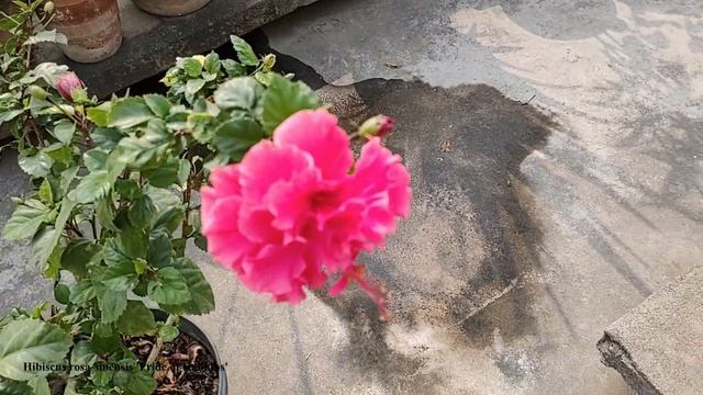 Hibiscus rosa sinensis смотреть онлайн