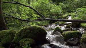 Лесной ручей 4K