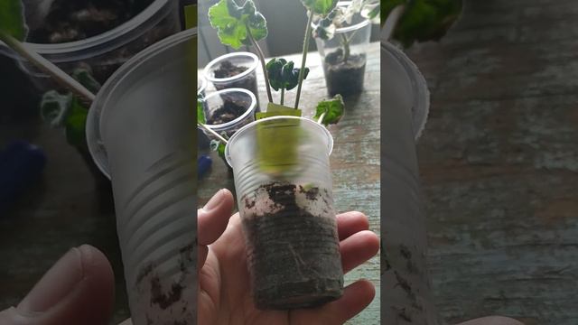 Укореняю черенки в торфе с песком#pelargonium #цветы #пеларгонии смотреть онлайн