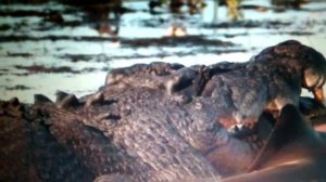 Кто сильнее белая акула или гребнистый крокодил.