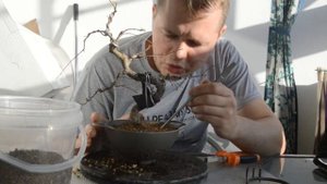Инструкция по пересадке БОНСАЙ в дуршлаг для ускорения роста. Лучшие весенние удобрения для БОНСАЙ