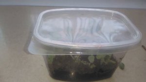 Черенкование ампельных растений. Гелихризум, бакопа, санвиталия.