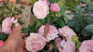 Цветение роз в ПОДМОСКОВЬЕ (18.07)???. Вайкики, Лав Сонг, Мисс Диор, Штёртебекер и др.