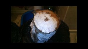 Развития мицелия вешенки в древесине пня. Все стадии развития.