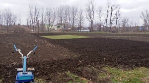 Посеяли люцерну