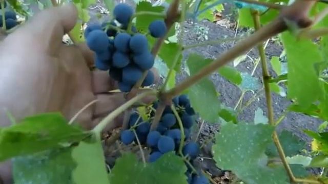Сорт винограда Левокумский.