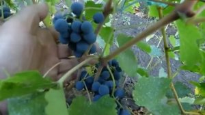 Сорт винограда Левокумский.