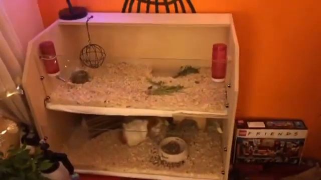 домик для морских свинок - видео отзыв смотреть онлайн