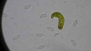 Эвглена зеленая пугает инфузорий