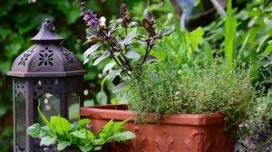 Базилик: выращивание, применение и полезные свойства