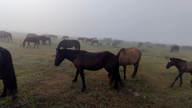 Лошади в тумане. Кто они жеребчики 2022г.р. смотреть онлайн