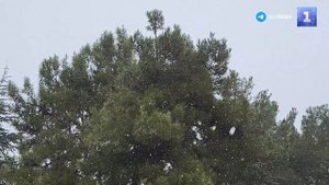 Севастополь запорошило: в городе пошёл первый в этом году снег