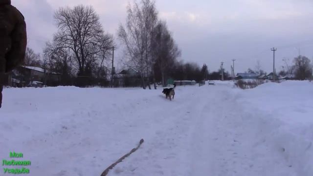 ПРОГУЛКА// ВЫГУЛ СОБАКИ ЗИМОЙ ПО ГЛУБОКОМУ СНЕГУ//МОЯ ЛЮБИМАЯ УСАДЬБА смотреть онлайн