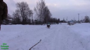 ПРОГУЛКА// ВЫГУЛ СОБАКИ ЗИМОЙ ПО ГЛУБОКОМУ СНЕГУ//МОЯ ЛЮБИМАЯ УСАДЬБА