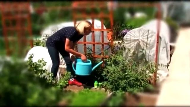 Подкормка для жимолости и др. ягод смотреть онлайн