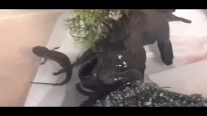 Содержание иглистого тритона.