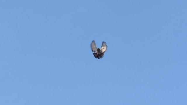 Николаевские торцовые голуби, февраль 2018, г. Покровск/Красноармейск смотреть онлайн