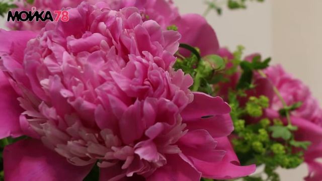 Ароматная выставка "Пионы Северной столицы" в Петербурге смотреть онлайн