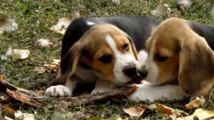 Щенки бигля на прогулке.