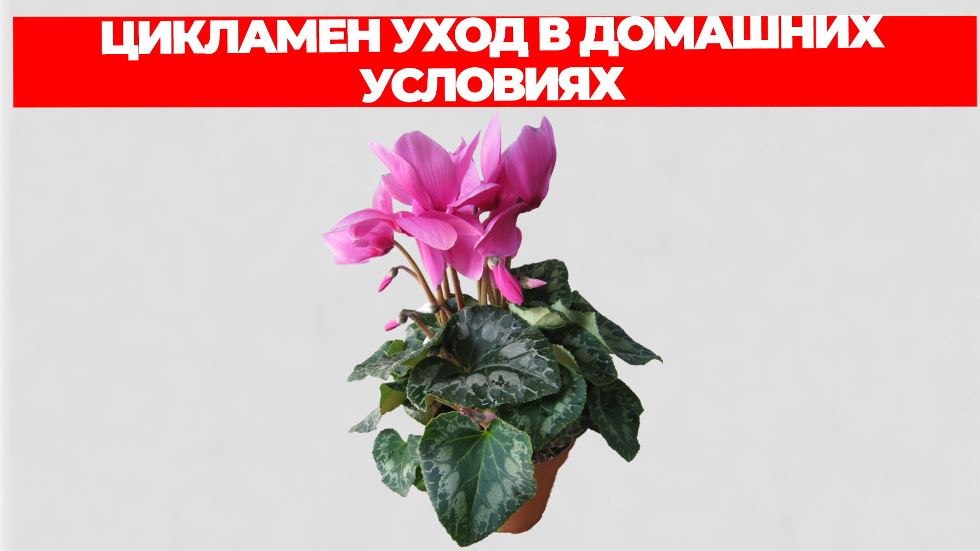 ЦИКЛАМЕН УХОД В ДОМАШНИХ УСЛОВИЯХ