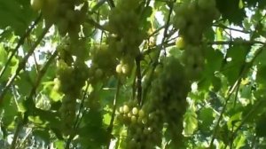 Кишмиш карамельный