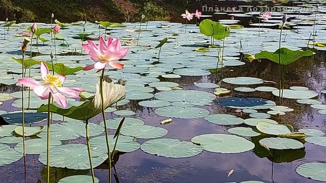 Красивая музыка. Божественные лотосы смотреть онлайн