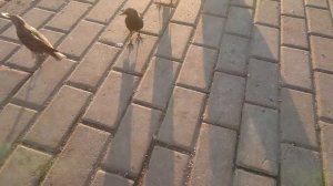 Как кормить диких грачей в черте Мегаполиса