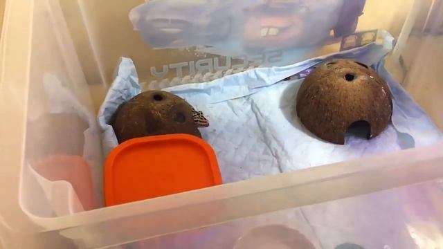 Чем кормить Эублефара. Сверчки.