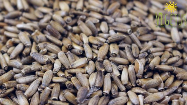 Семена расторопши "Vegetus". Обзор raw продукта. смотреть онлайн