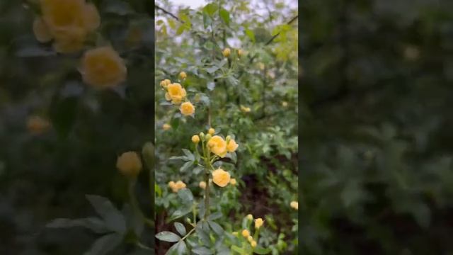 Rain, roses, blueberry blossoms☔