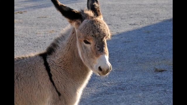 Ослик и колокольчик. Сказка. #коронокарантин# и мы #дома_с_детьмя# смотреть онлайн