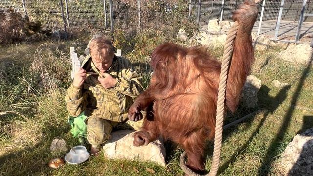 Орангутан Дана превратилась в ОЧЕНЬ СИЛЬНУЮ обезьяну! смотреть онлайн